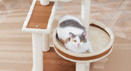 猫爬架买什么材质的 猫爬架买什么材质的