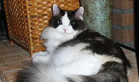如何饲养褴褛猫?铲屎官来看看吧 如何饲养褴褛猫?铲屎官来看看吧