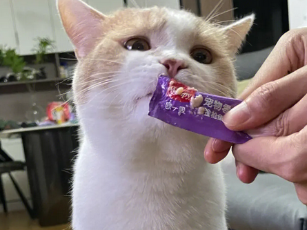 幼猫能吃猫条吗
