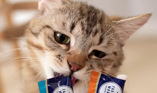 猫为什么不吃猫条