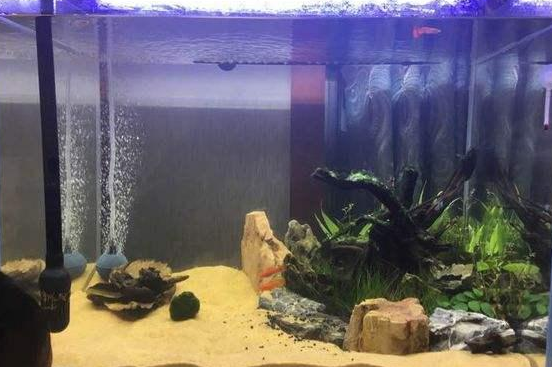 鱼缸放增氧泵有什么好处