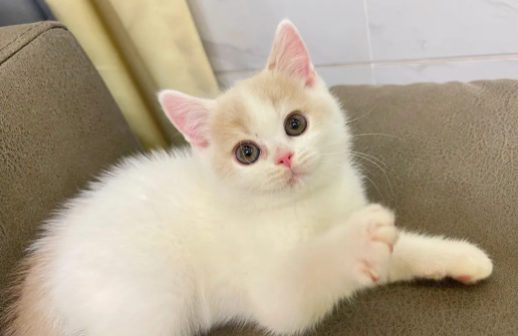 快来了解:猫中暑会吐吗? 快来了解:猫中暑会吐吗?
