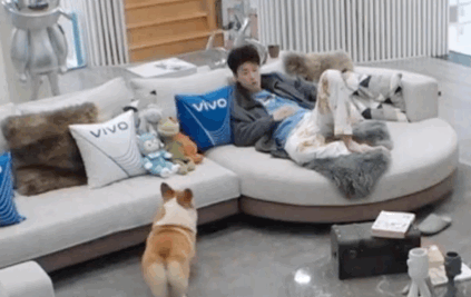 差点被狗子绝育了!养了只认不清体型的汪 差点被狗子绝育了!养了只认不清体型的汪