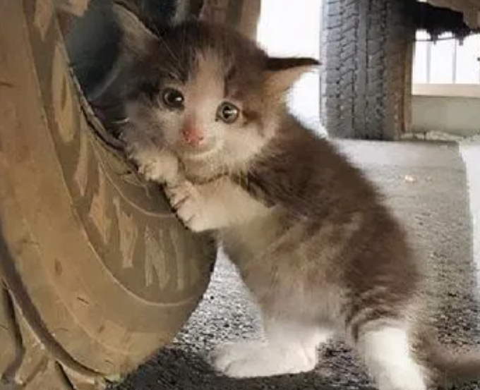 冬天猫丢了一般会在哪