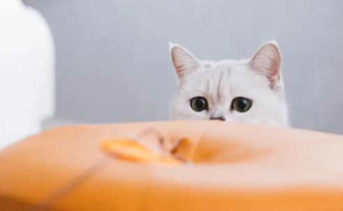快来了解:猫中暑会吐吗? 快来了解:猫中暑会吐吗?