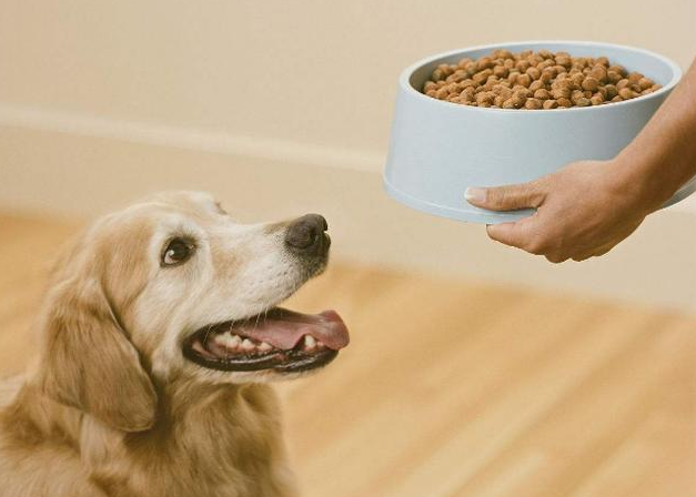 狗狗能吃米饭掺狗粮吗?可以的 狗狗能吃米饭掺狗粮吗?可以的