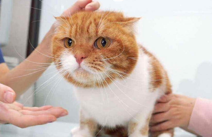 猫咪应激反应多久能好?想知道的看过来! 猫咪应激反应多久能好?想知道的看过来!