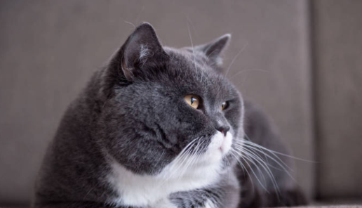 带你了解,猫可以吃胡椒吗? 带你了解,猫可以吃胡椒吗?