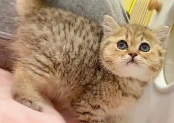 金虎斑猫是什么品种？你了解过吗？