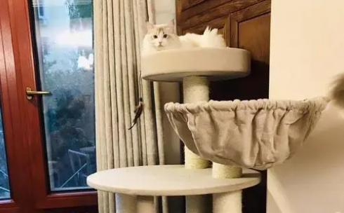 猫爬架的做法 猫爬架的做法