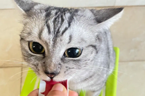 猫可以吃多少猫条