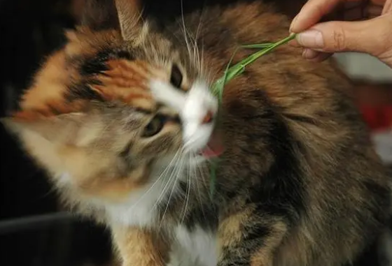 为什么猫喜欢猫草 为什么猫喜欢猫草