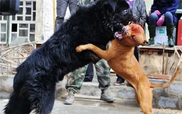 藏獒能打过比特犬吗?猜猜你知道吗 藏獒能打过比特犬吗?猜猜你知道吗