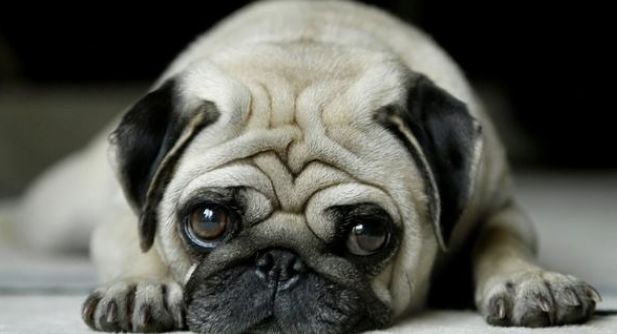 巴哥犬只认一个主人吗？它忠诚吗？