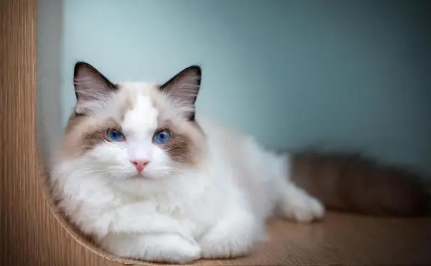 颜值最高的猫 颜值最高的猫