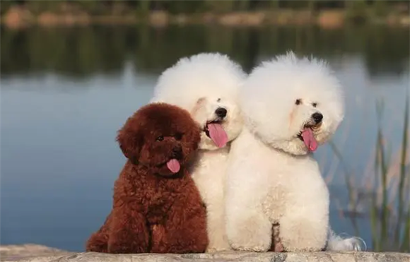 犬指甲正确剪法?快来学起来 犬指甲正确剪法?快来学起来