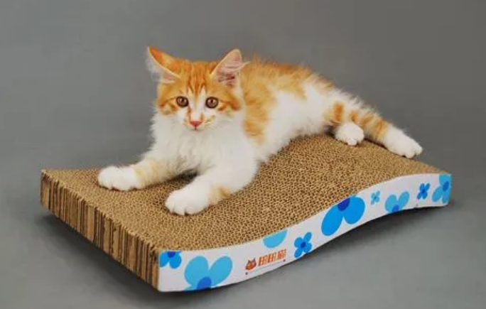 猫不用猫抓板怎么办
