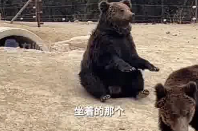 动物园棕熊能懂人话被质疑是人假扮 背后详情曝光
