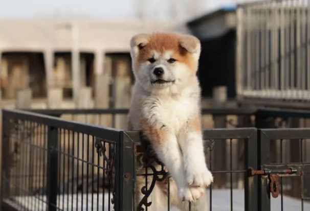 秋田犬掉毛吗?想养的来看看吧 秋田犬掉毛吗?想养的来看看吧