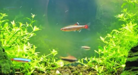 鱼缸的水老是浑怎么办