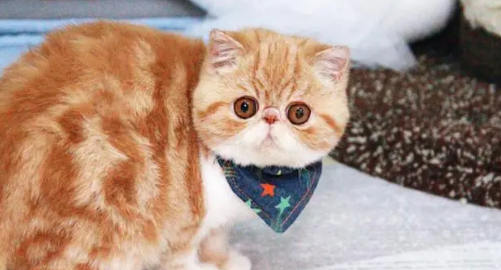 加菲猫为什么突然咬人?这里有答案 加菲猫为什么突然咬人?这里有答案