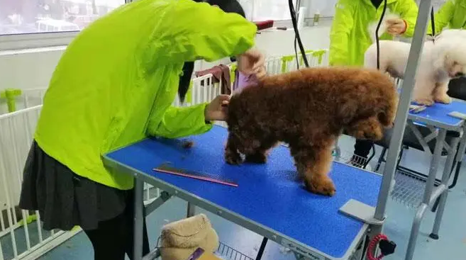 济南宠物美容培训学校 济南宠物美容培训学校