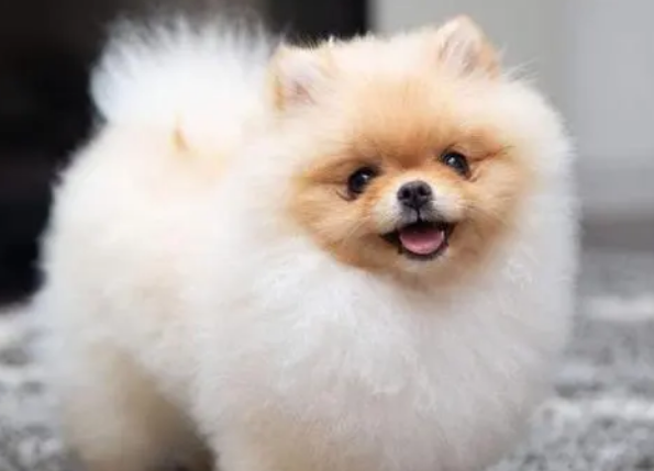 银狐犬和博美有什么区别?来看看吧 银狐犬和博美有什么区别?来看看吧