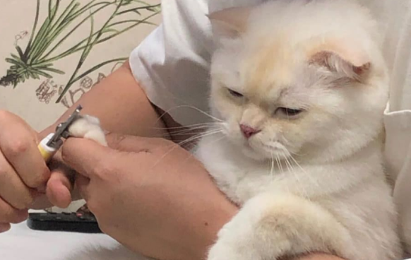 正确给猫咪剪指甲