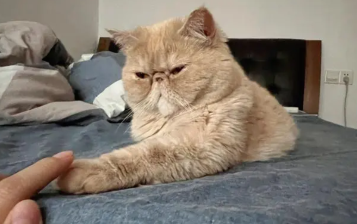 成猫加菲猫多少钱一只