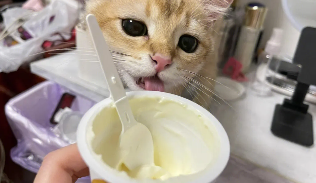 什么酸奶猫咪可以喝呢 什么酸奶猫咪可以喝呢