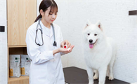 幼犬30天可以体内驱虫吗