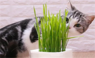 猫草为什么吸引猫