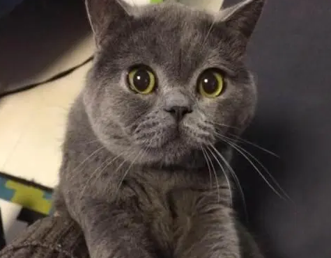 品相不好的蓝猫图片