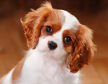 狗狗吃了骨头呕吐的原因是什么？看这里~