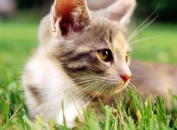 猫的胡子剪了会再长吗？看这里~