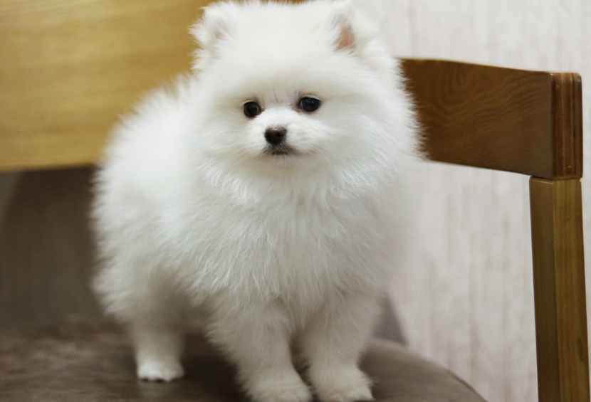 博美一般几个月猛涨身体?看这里 博美一般几个月猛涨身体?看这里