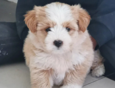 金毛和边牧配出来的狗什么模样?看这里!