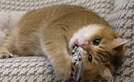 猫咪总叫唤是怎么了?有没有想get的!
