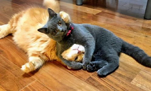 新猫和旧猫多久才熟悉不再打架？可以来看看！