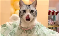猫七七是骗子吗