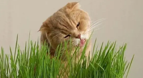 猫草怎么喂猫