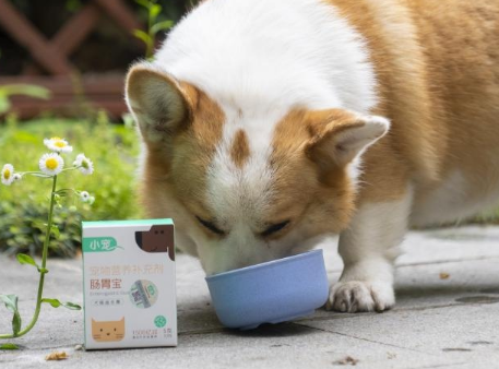 狗狗用吃什么益生菌