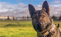 德国牧羊犬吃什么最好?具体看这里!