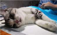 小猫咪也会晨勃吗