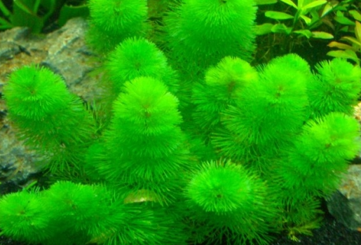 生态鱼缸水草种类