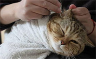 怎样给猫咪除耳螨