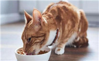 猫吃得多但是很瘦，主人一定要注意！