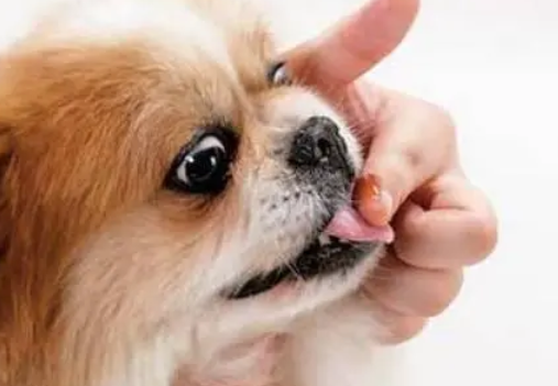 狗狗体内驱虫多久次