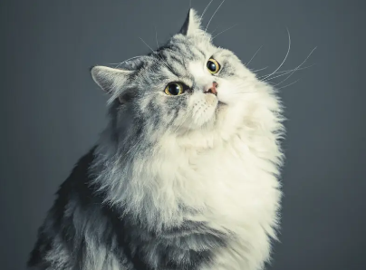 新猫与旧猫隔离几天才安全?看这里~ 新猫与旧猫隔离几天才安全?看这里~