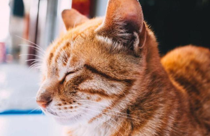 20岁的“冻龄”橘猫：主人都长大了，它依旧保持童颜！